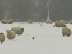 MS pan left across snow covered field full of sheep, United Kingdom Stock Footage