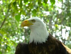Bald Eagle, Turning Head Stock Footage