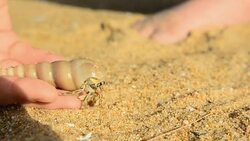 close up: tiny Hermit crab walk out from human hand Stock Footage