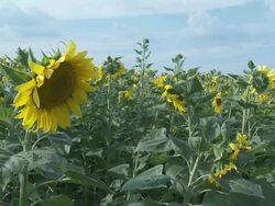 MS View of sunflowers in field / Sevilla, Andalusia, Spain Stock Footage