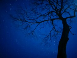 T/L, WS, night sky stars behind silhouetted tree / Pantanal, Mato Grosso, Brazil Stock Footage