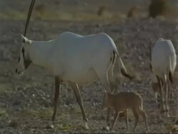 MS Arabian Oryx, Oryx leucoryx, adult and calf walking, Jiddat al Harasis desert, Oman Stock Footage
