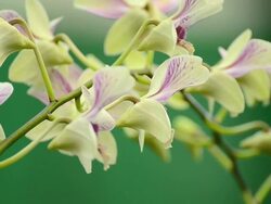 Purple orchids Stock Footage