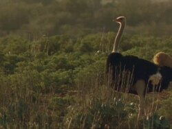Ostrich (Struthio camellus) male mating display, Namaqualand, South Africa Stock Footage
