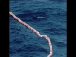 SYND 4 5 71 FILE FOOTAGE OF PERUVIAN FISHING INDUSTRY News Clip