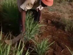 Kenya, Meru, agriculture, man working in a field of lemongrass. Stock Footage