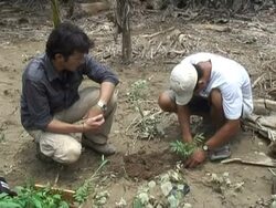 VOICED: Reforestation project takes root in Peruvian Amazon News Clip