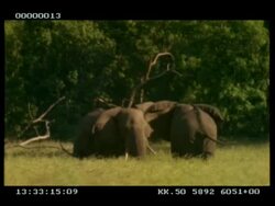 MWA 2 African Elephants (Loxodonta africana) fighting, stand-off Stock Footage
