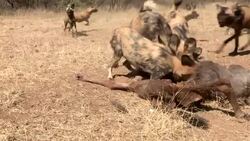 A pack of African wild dogs feeds on a wildebeest carcass. Stock Footage