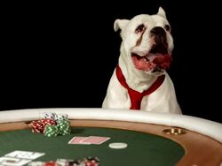 HD DOLLY: Dog Playing Poker Stock Footage