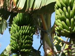 Banana Tree + Audio (2 shots) Stock Footage