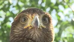 A raptor blinks and stares. Stock Footage