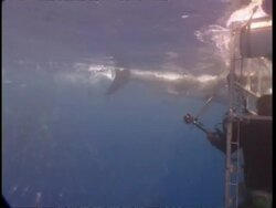 MS Great White Shark chases bait towards shark cage, shark swims away and disappears, Guadalupe Island, Pacific Ocean Stock Footage