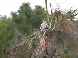 Juvenile Cormorants in Their Nest Stock Footage