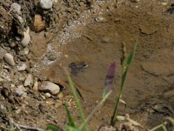 Frog in lake Stock Footage
