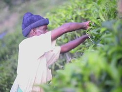 Sri Lanka tea plantation, a male tea picker picking tea in the Sri Lanka Central Highlands, Tea Country, Sri Lanka, Asia  Stock Footage