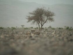 A single, dry tree stands amongst a harsh and humid landscape. Stock Footage