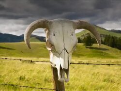 Time lapse of cattle skull and storm clouds western concept Stock Footage