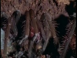 CU Tarantula grooming itself, Amazon Stock Footage