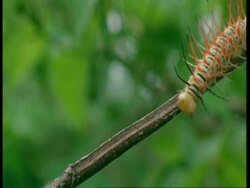 CU spiney caterpillar crawling on branch, Amazon, South America Stock Footage