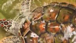 Underwater view of a swimming hawksbill sea turtle Stock Footage