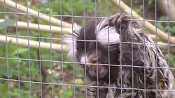 Common Marmoset Monkeys Being Fed at Monkey World, Dorset News Clip