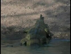 Gharial (Gavialis gangeticus) leaving river in captivity, India Stock Footage