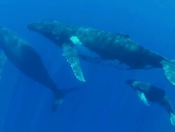 Three Humpback Whale swimming  towards  the surface Stock Footage