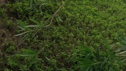 Baan Nam Khem tsunami memorial News Clip