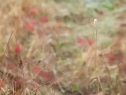 MS R/F Shot of Huckleberries during winter in rain / Orcas Island, Washington, United States Stock Footage
