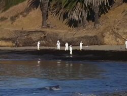 California Declares State Of Emergency As Oil Spill Harms Pristine Coastline Stock Footage