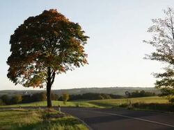 CRANE UP: Road Stock Footage