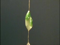 BCU Tilt up, String of Mistletoe Bird Excrement containing plant seeds, Australia Stock Footage