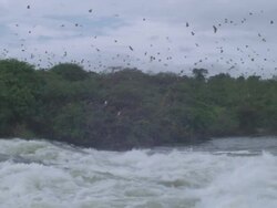 WS SLO MO View of waterfalls with bats many flying in air / Jinja, Uganda Stock Footage
