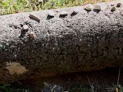 Yeregis ancient Jewish cemetery, view of the tombs Stock Footage