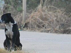 Black dog is waiting on the road. Stock Footage