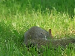 Gray Squirrel Stock Footage