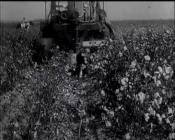 COTTON-PICKING IS REVOLUTIONISED - News Clip