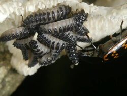 Female Pleasing Fungus Beetle (Erotylidae) with brood of larvae Stock Footage
