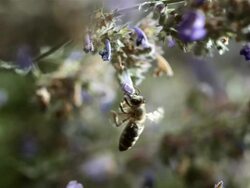 HD Super Slow-Mo: Honey Bee In Flight Stock Footage