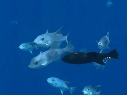MS Schooling fish in blue water / Hawaii, United States Stock Footage
