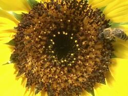 HD: Close up of a bee Stock Footage