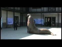 Ocean critters like sea lions needing a little extra help will now get it, at the Marine Mammal Center's revamped $32 million hospital and emergency room in northern California. And the public can look in on the animal rehabilitation. Instructional Video