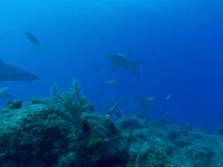 Caribbean reef sharks, Carcharhinus perezi, over reef, yellowtail snappers. Bahamas  Stock Footage