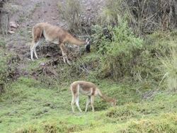 MS Two Alpacas eating grass / Cuzco or Cusco, Peru Stock Footage