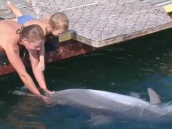 playing with a dolphin Stock Footage