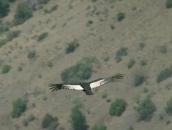 2010 AERIAL Glider flying over desert while condor is soaring on thermals / Santiago de Chile, Gran Santiago, Chile Stock Footage
