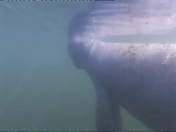 MS Florida manatee, Trichechus manatus latirostrus, surfaces to breath, swims around underwater, Crystal River, Florida, USA Stock Footage