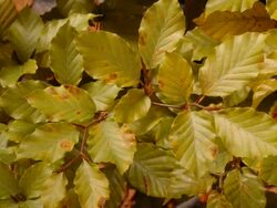 T/L Beech (Fagus sylvatica) leaves going from green to yellow to orange then wilting, United Kingdom, Autumn Stock Footage