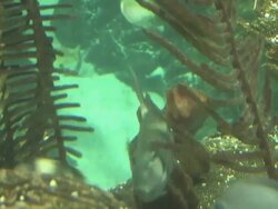 Busy coral 3 - HD 1080/30F Stock Footage